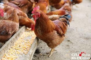 鸡吃方瓜减产下蛋吗视频,探究下蛋量减少的奥秘