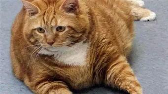 泰国肥猫吃瓜视频大全,萌态百出，笑料连连