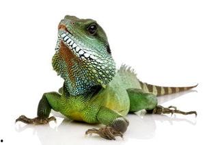 印度蜥蜴吃瓜视频,萌态十足引网友热议