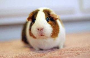 荷兰猪吃洋瓜好吗视频大全,视频大全揭秘营养美味选择