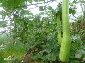 砍瓜怎样吃最好吃视频,视频揭秘最佳食用技巧