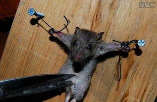 恶作剧老鼠吃瓜视频,笑料横生萌态十足